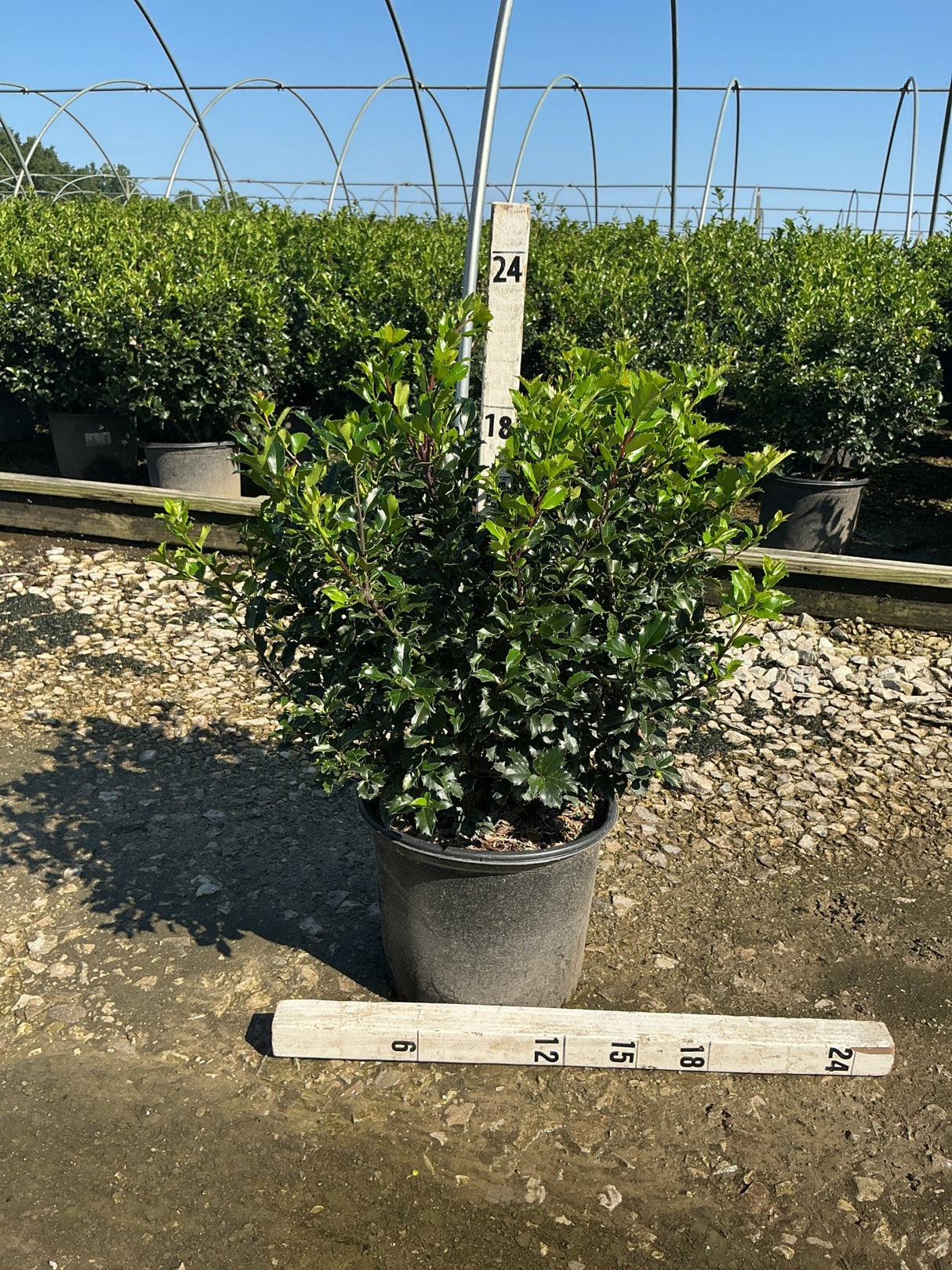Royal Family Holly Combo in a #3 container shown against a nursery backdrop, measuring approximately 18 inches tall.
