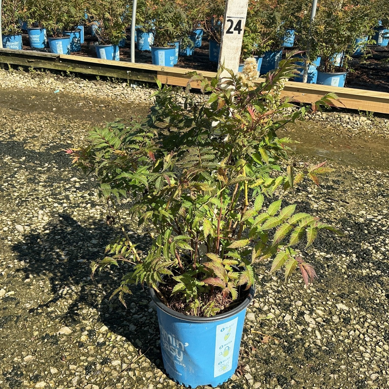 Cherry On Top Sorbaria shrub in a #2 container at a nursery, showing finely cut green foliage and white flower plumes.