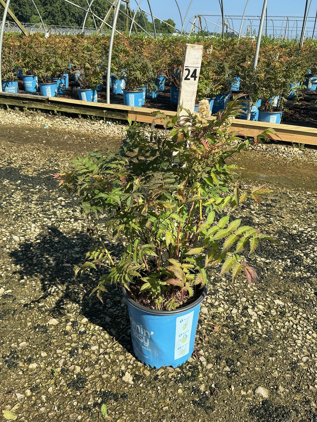 Cherry On Top Sorbaria shrub in a #2 container at a nursery, showing finely cut green foliage and white flower plumes.
