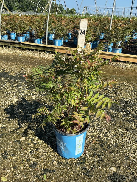 Cherry On Top Sorbaria shrub in a #2 container at a nursery, showing finely cut green foliage and white flower plumes.