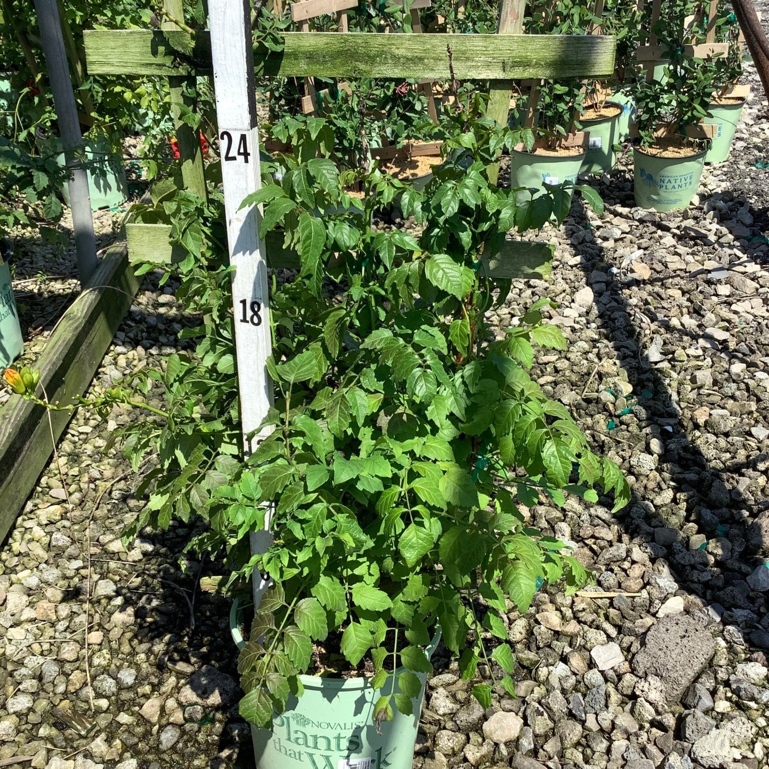 Summer Jazz Fire Trumpet Vine in a #2 container at a nursery, showing lush green foliage on a gravel bed.