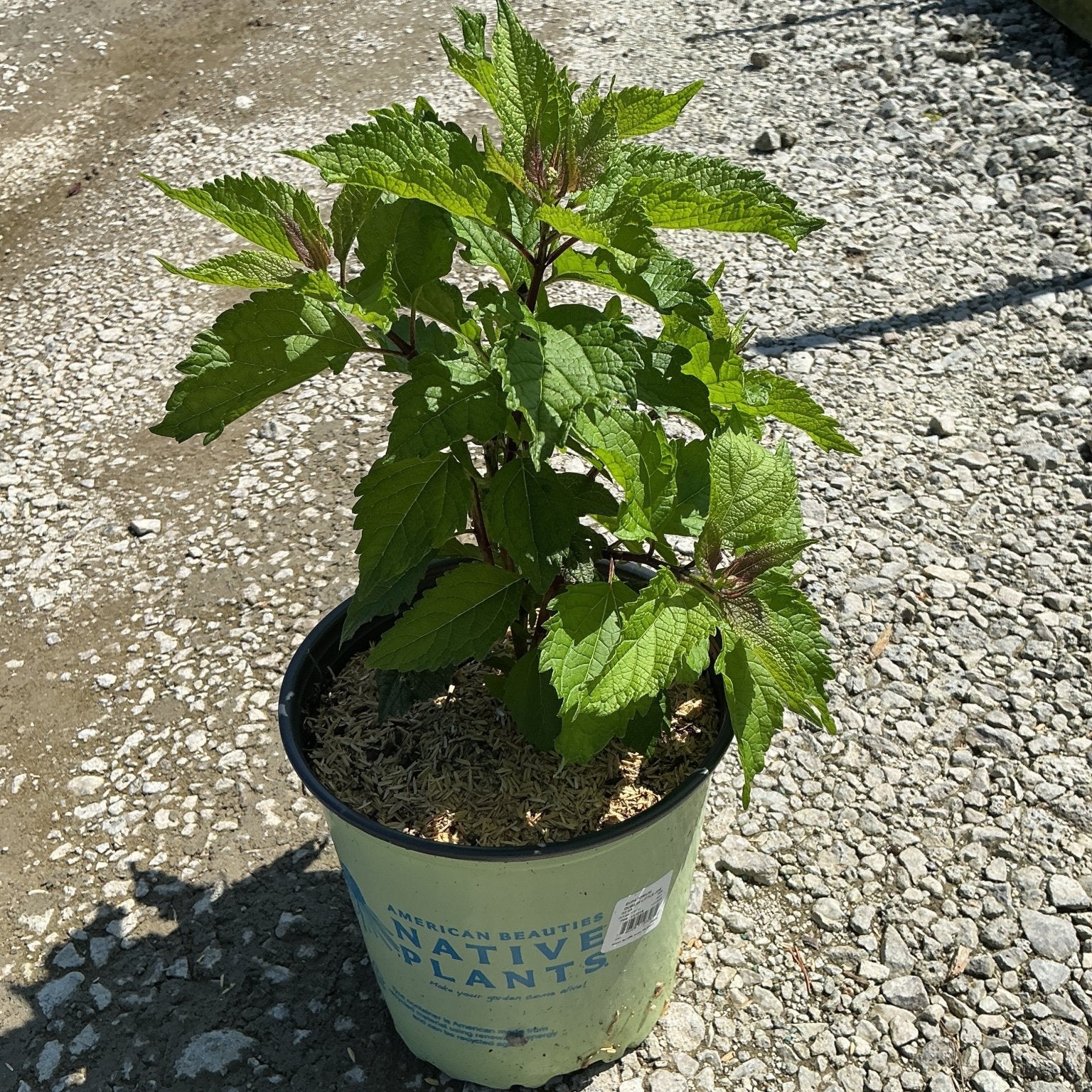 Little Joe Pye Weed in a #2 container nursery pot, showing vigorous green serrated foliage on reddish stems.