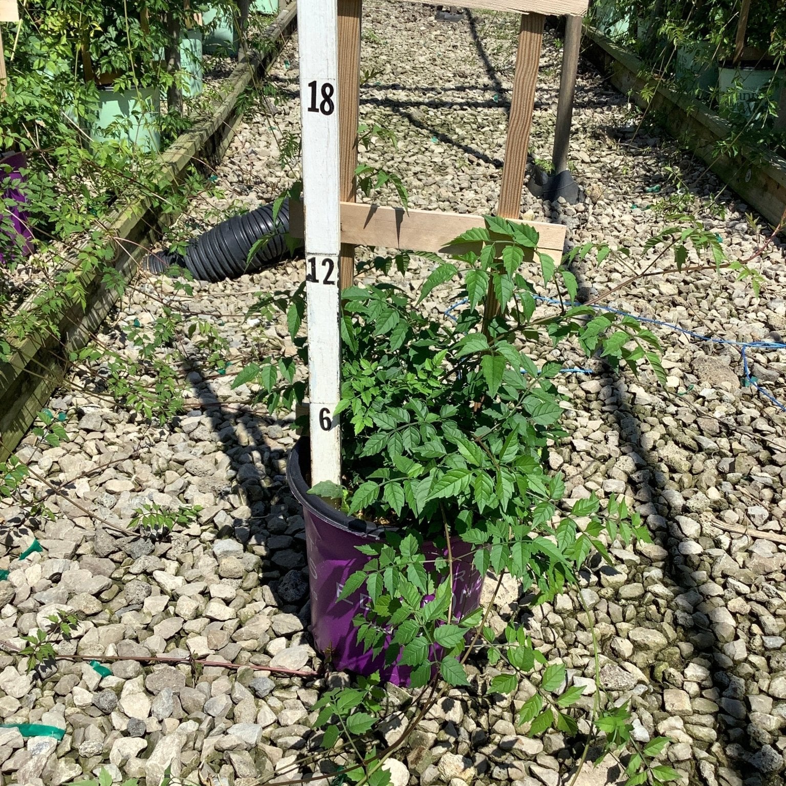 Atomic Red Trumpet Vine in a #2 purple container next to a measurement stake showing approximately 12 inches of growth.