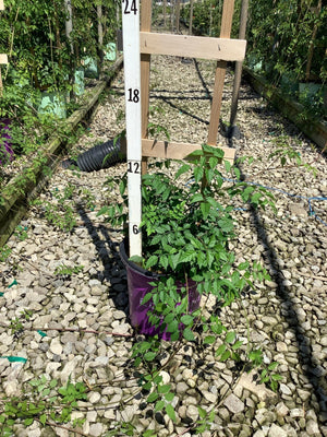 Atomic Red Trumpet Vine in a #2 purple container next to a measurement stake showing approximately 12 inches of growth.