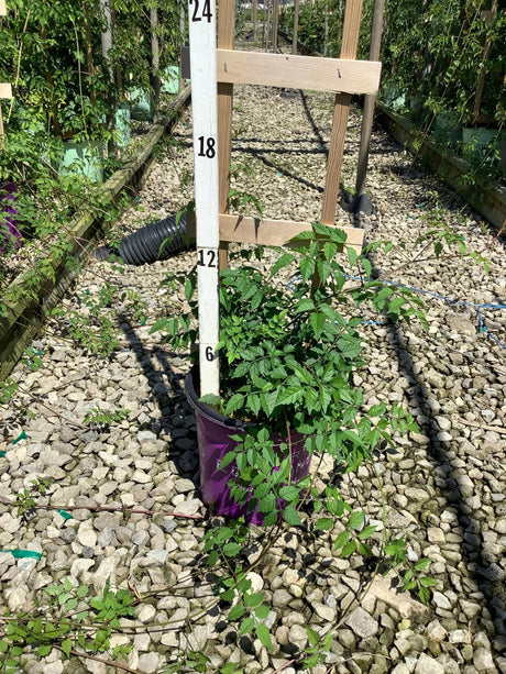 Atomic Red Trumpet Vine in a #2 purple container next to a measurement stake showing approximately 12 inches of growth.