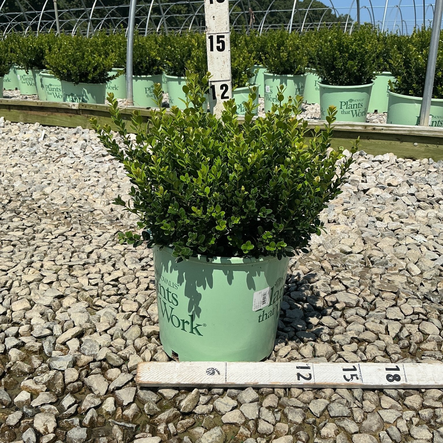 Little Missy Boxwood shrub in a #3 nursery container showing dense green foliage measured at approximately 12 inches tall.