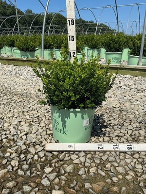 Little Missy Boxwood shrub in a #3 nursery container showing dense green foliage measured at approximately 12 inches tall.
