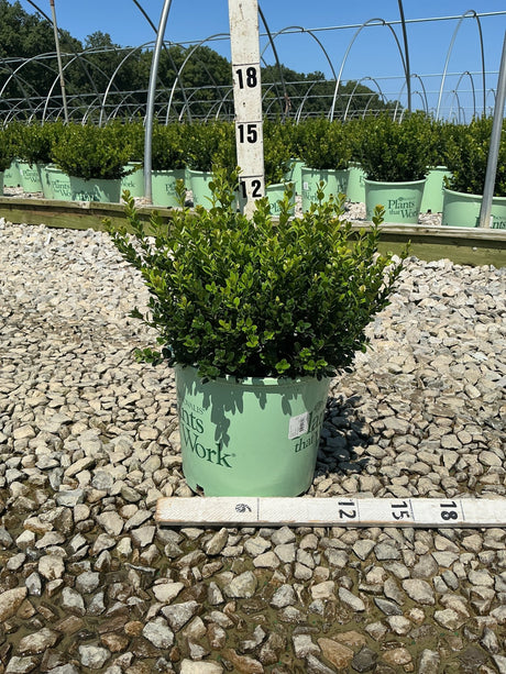 Little Missy Boxwood shrub in a #3 nursery container showing dense green foliage measured at approximately 12 inches tall.
