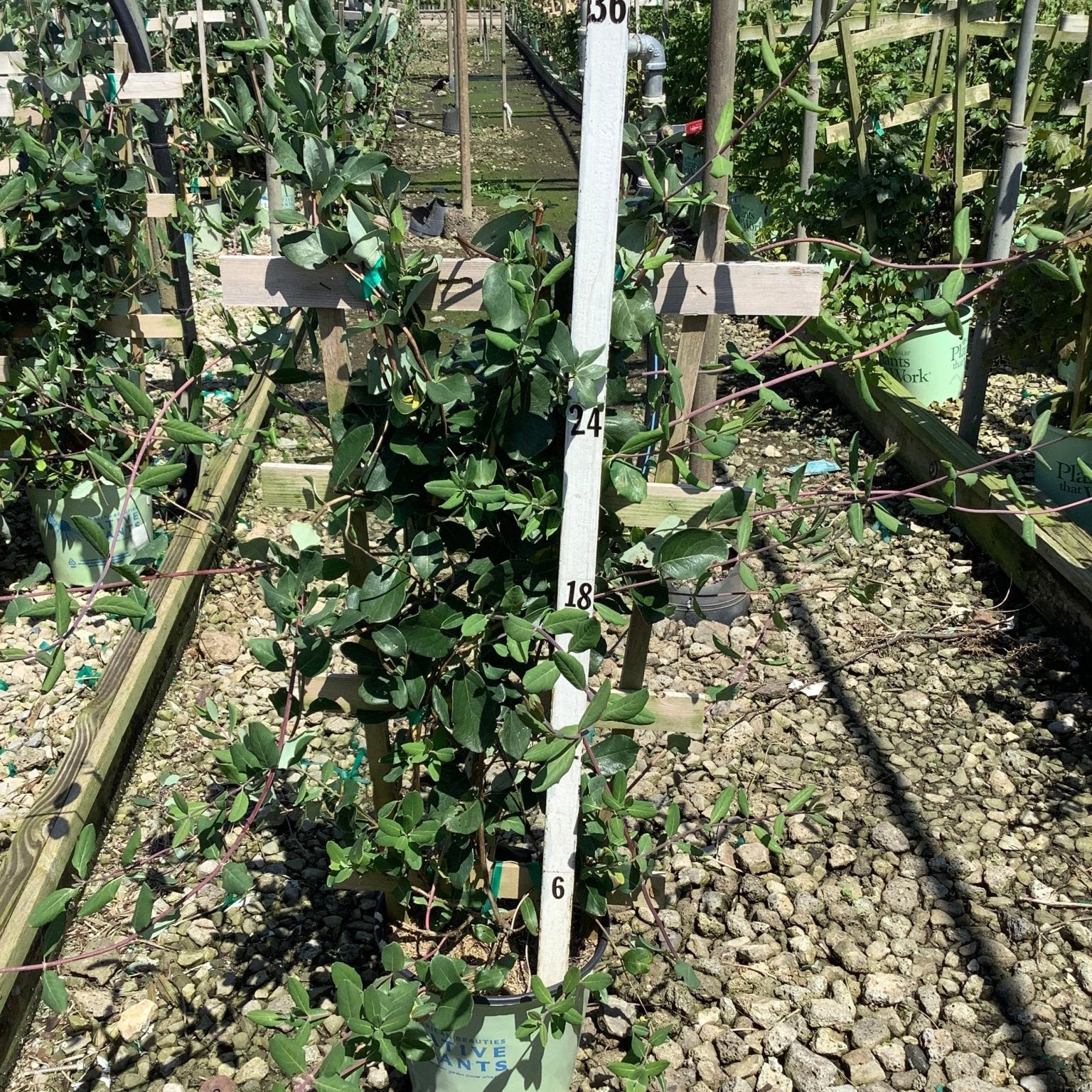 Major Wheeler Honeysuckle Vine in a #2 container growing on a trellis system at a nursery, showing lush green foliage.