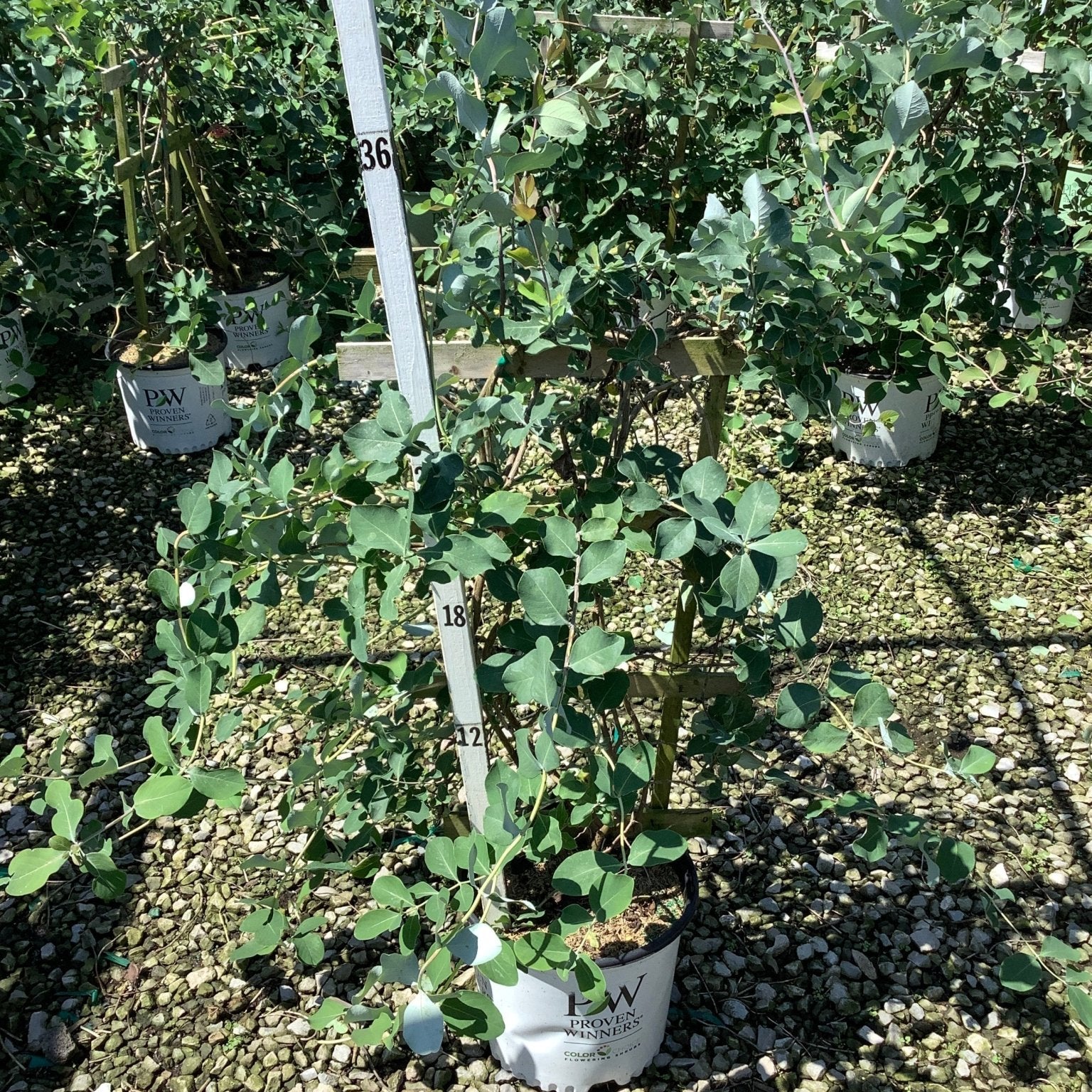 Kintzley's Ghost Honeysuckle Vine in a Proven Winners #3 container with distinctive blue-green rounded foliage on a gravel nursery bed.