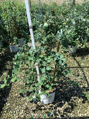 Kintzley's Ghost Honeysuckle Vine in a Proven Winners #3 container with distinctive blue-green rounded foliage on a gravel nursery bed.