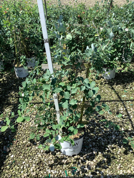 Kintzley's Ghost Honeysuckle Vine in a Proven Winners #3 container with distinctive blue-green rounded foliage on a gravel nursery bed.