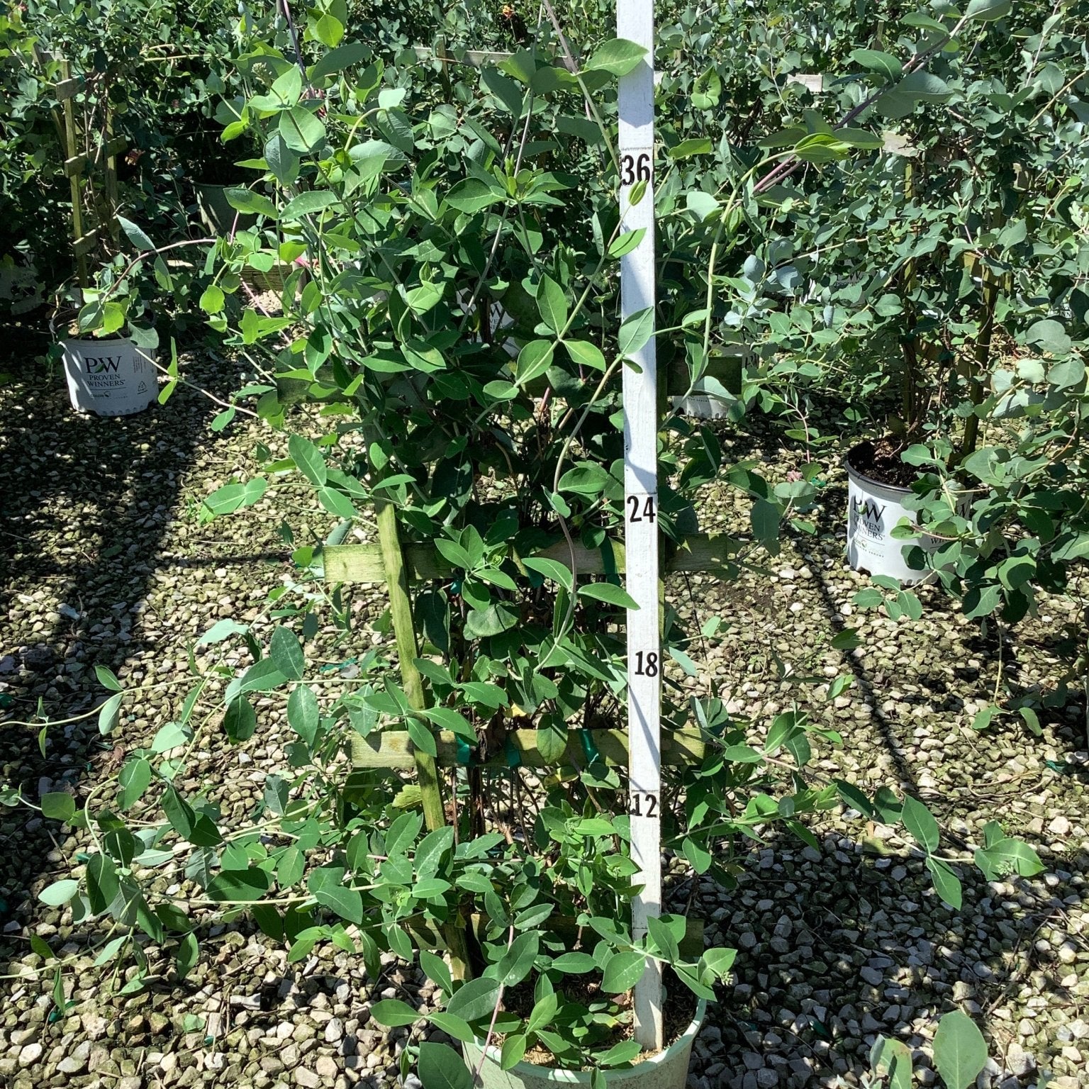 Coral Star Honeysuckle vine growing in a #3 container with trellis support, reaching approximately 36 inches tall at a nursery.