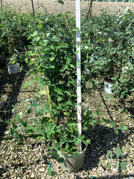 Coral Star Honeysuckle vine growing in a #3 container with trellis support, reaching approximately 36 inches tall at a nursery.