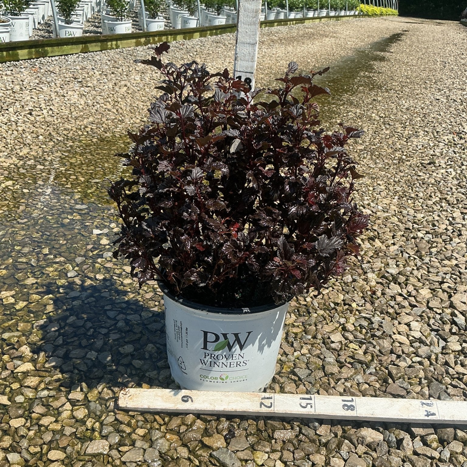 Summer Wine Black Ninebark shrub with deep burgundy foliage growing in a #3 Proven Winners container at a nursery.