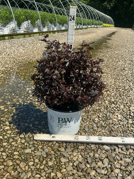 Summer Wine Black Ninebark shrub with deep burgundy foliage growing in a #3 Proven Winners container at a nursery.