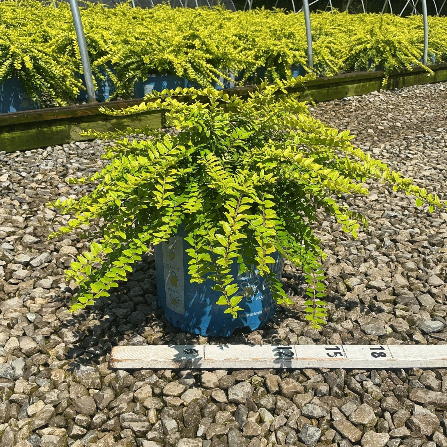 Thunderbolt Box Honeysuckle Bush in a blue #3 container displaying bright chartreuse foliage, shown with an 18-inch ruler for scale.