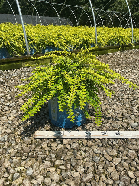 Thunderbolt Box Honeysuckle Bush in a blue #3 container displaying bright chartreuse foliage, shown with an 18-inch ruler for scale.