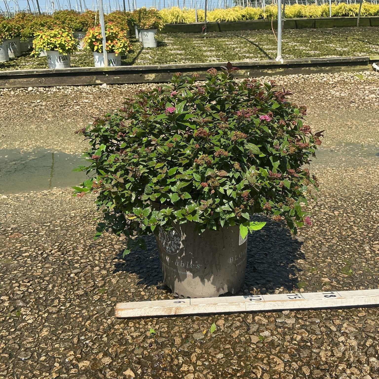 Empire Ice Dragon Spirea shrub in a #2 container with dark green foliage and pink blooms at a nursery greenhouse.