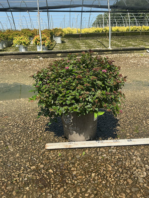 Empire Ice Dragon Spirea shrub in a #2 container with dark green foliage and pink blooms at a nursery greenhouse.