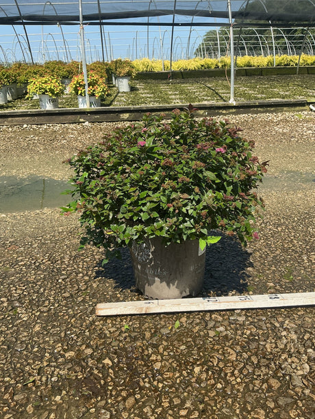 Empire Ice Dragon Spirea shrub in a #2 container with dark green foliage and pink blooms at a nursery greenhouse.