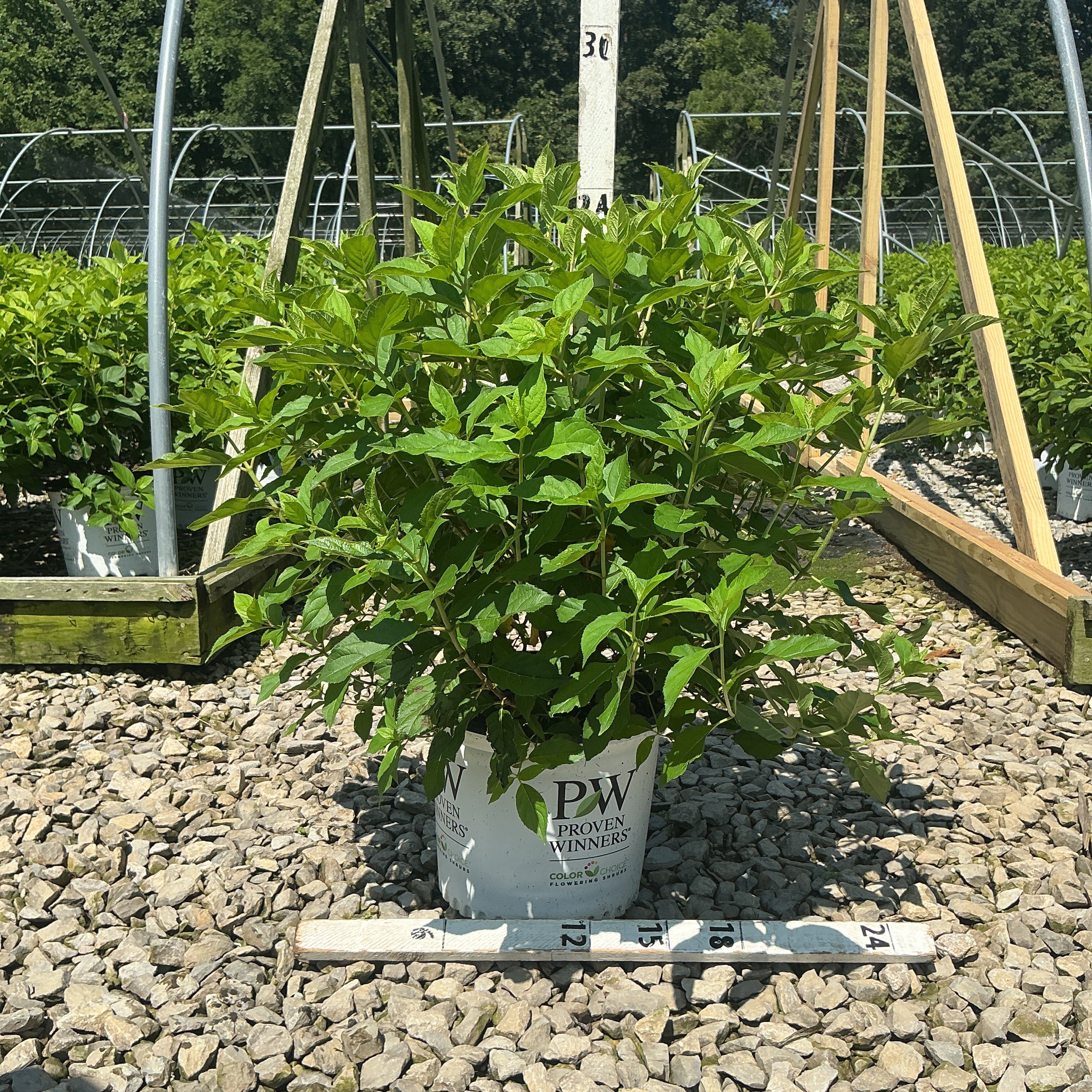 Little Lime Panicle Hydrangea shrub in a Proven Winners #3 container, showing lush green foliage at a nursery.