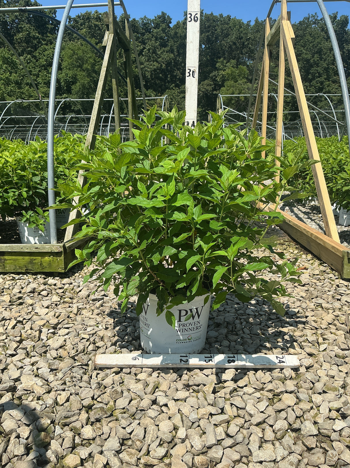 Little Lime Panicle Hydrangea shrub in a Proven Winners #3 container, showing lush green foliage at a nursery.
