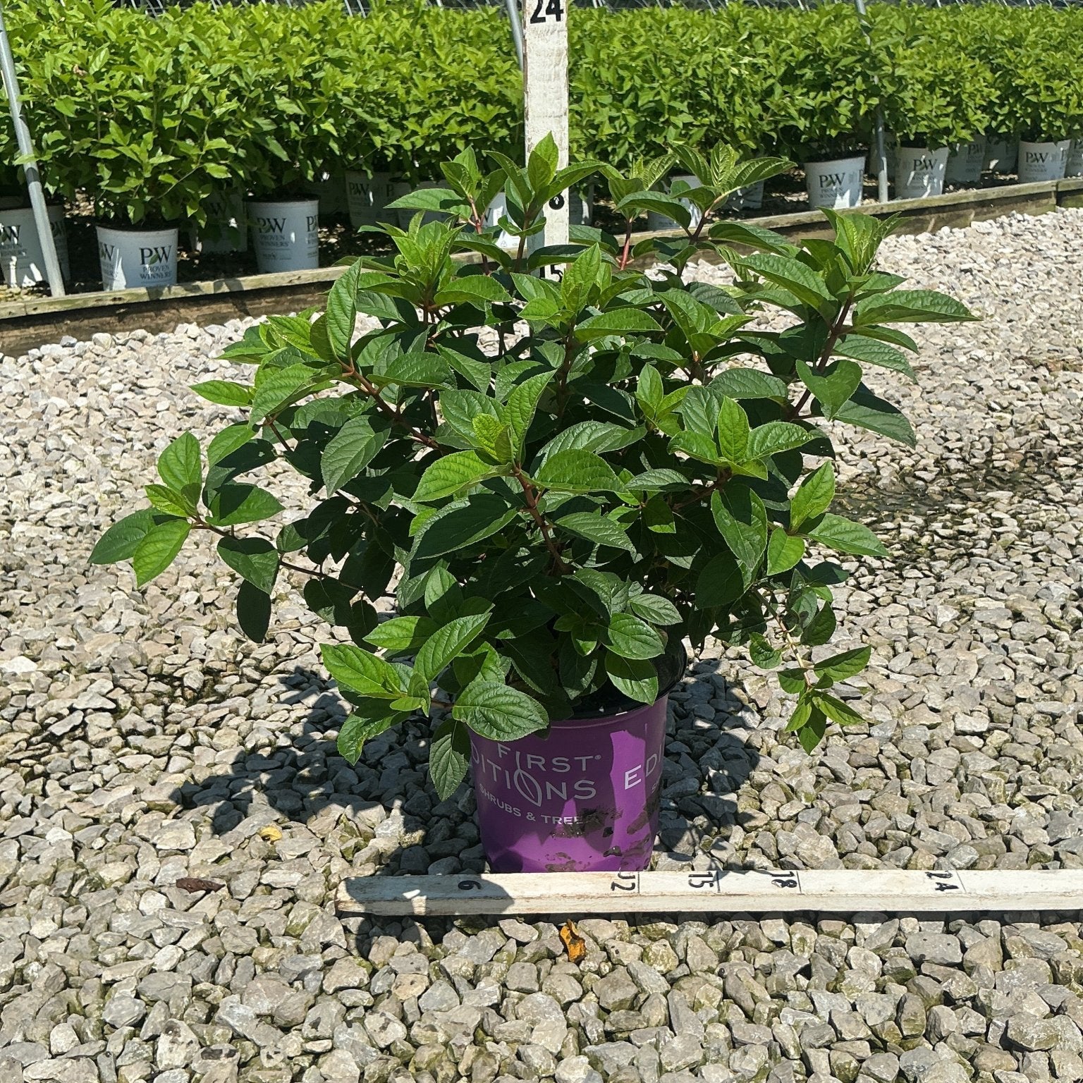 Strawberry Sundae Panicle Hydrangea in a purple First Editions container at a nursery, showing lush green foliage before blooming.