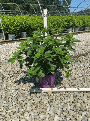 Strawberry Sundae Panicle Hydrangea in a purple First Editions container at a nursery, showing lush green foliage before blooming.