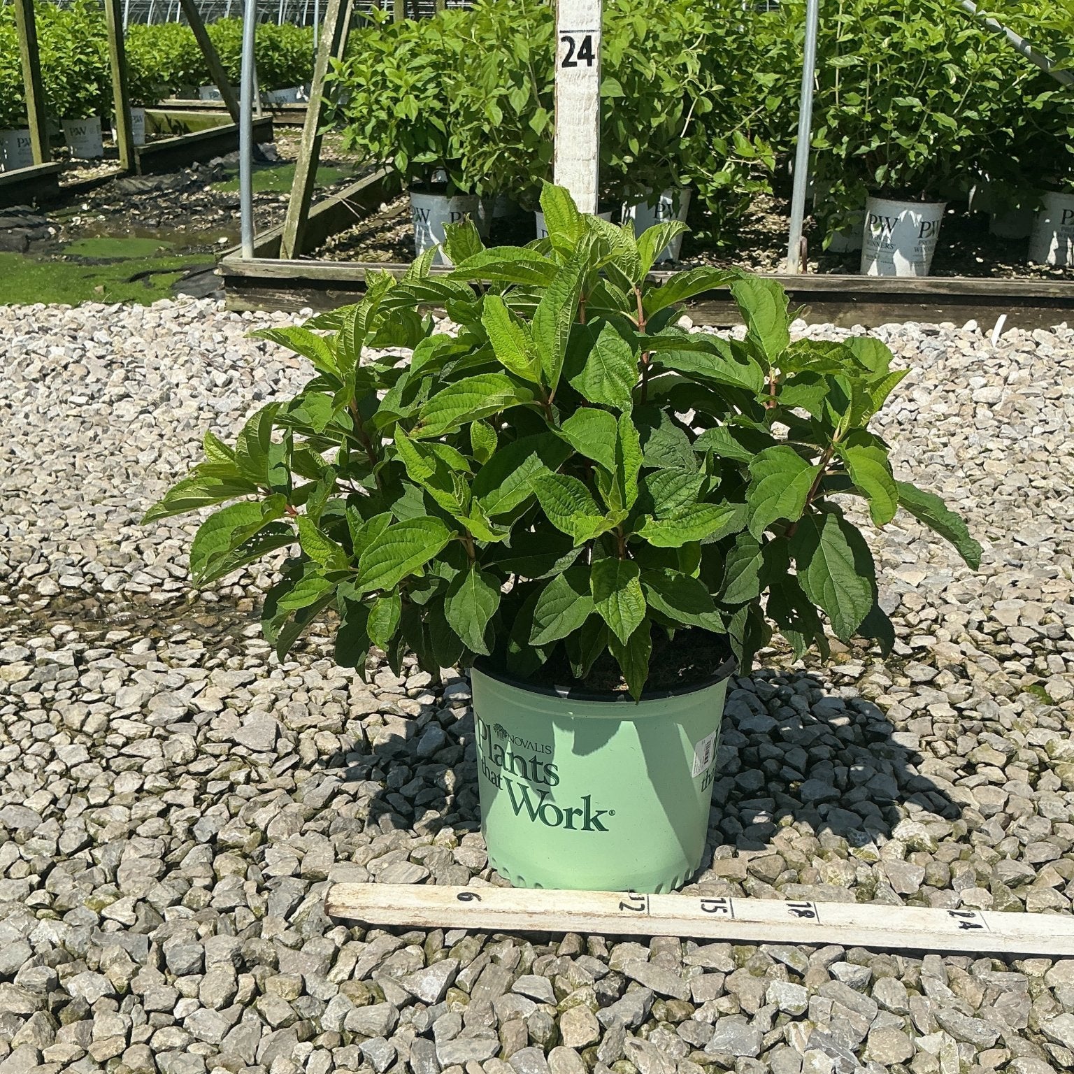 French Manicure Panicle Hydrangea in a #3 container showing lush green foliage at a nursery grow yard.