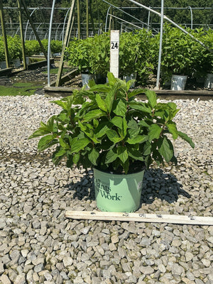 French Manicure Panicle Hydrangea in a #3 container showing lush green foliage at a nursery grow yard.