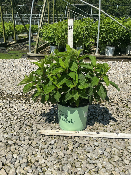 French Manicure Panicle Hydrangea in a #3 container showing lush green foliage at a nursery grow yard.