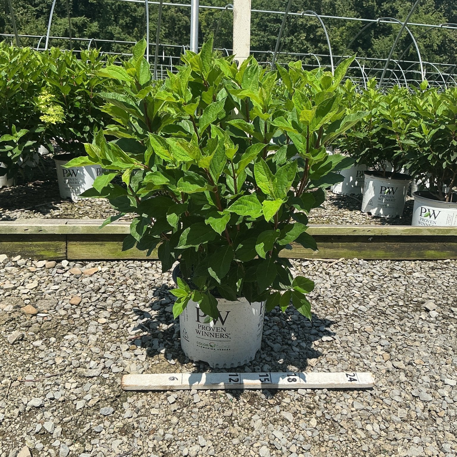 Quick Fire Fab Panicle Hydrangea shrub in a #3 Proven Winners container shown at a nursery growing facility.