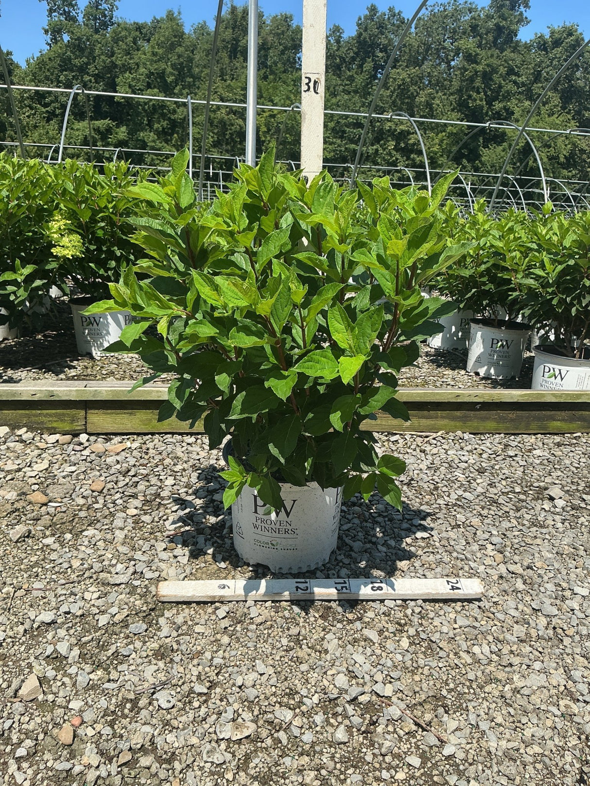 Quick Fire Fab Panicle Hydrangea shrub in a #3 Proven Winners container shown at a nursery growing facility.