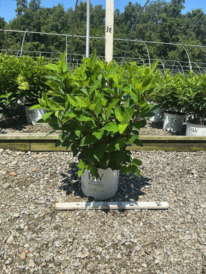 Quick Fire Fab Panicle Hydrangea shrub in a #3 Proven Winners container shown at a nursery growing facility.