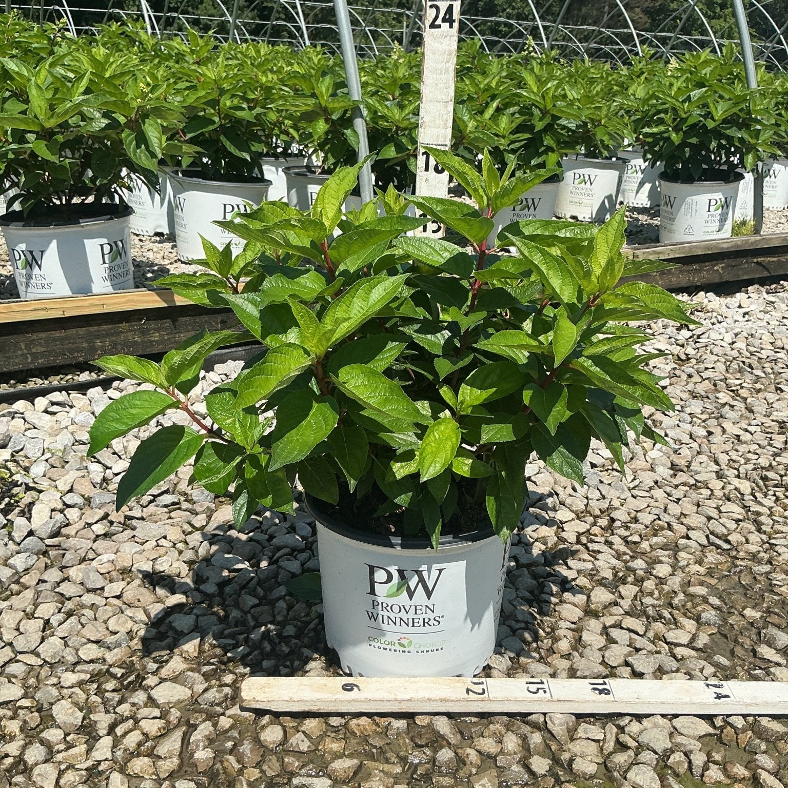 Pinky Winky Panicle Hydrangea shrub in a Proven Winners container at a nursery, measured at approximately 24 inches tall.