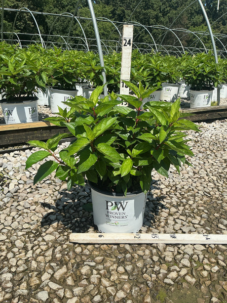 Pinky Winky Panicle Hydrangea shrub in a Proven Winners container at a nursery, measured at approximately 24 inches tall.