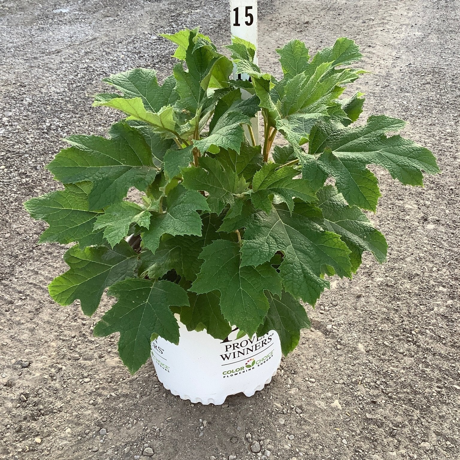 Gatsby Glow Ball Oakleaf Hydrangea in a Proven Winners #3 container showing lush green oak-shaped foliage.