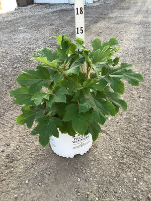 Gatsby Glow Ball Oakleaf Hydrangea in a Proven Winners #3 container showing lush green oak-shaped foliage.