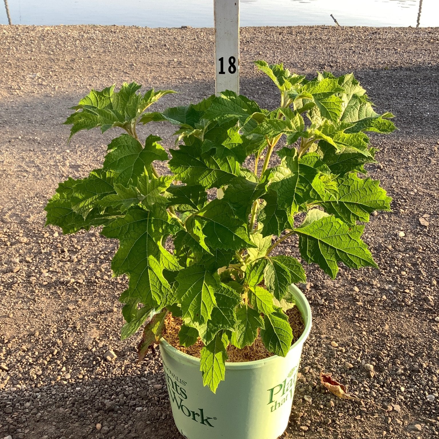 Snowcicle Oakleaf Hydrangea in a #3 container showing lush green lobed foliage at a nursery grow yard.