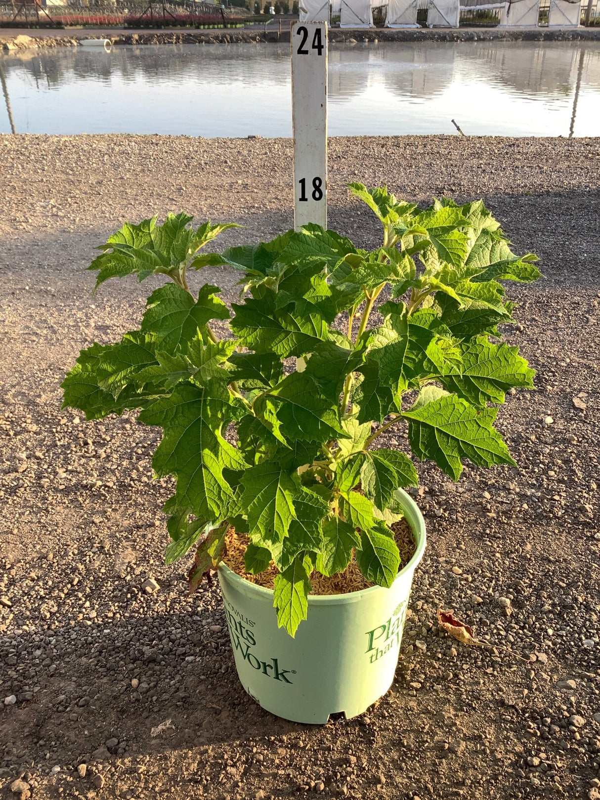Snowcicle Oakleaf Hydrangea in a #3 container showing lush green lobed foliage at a nursery grow yard.