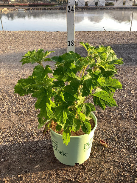 Snowcicle Oakleaf Hydrangea in a #3 container showing lush green lobed foliage at a nursery grow yard.