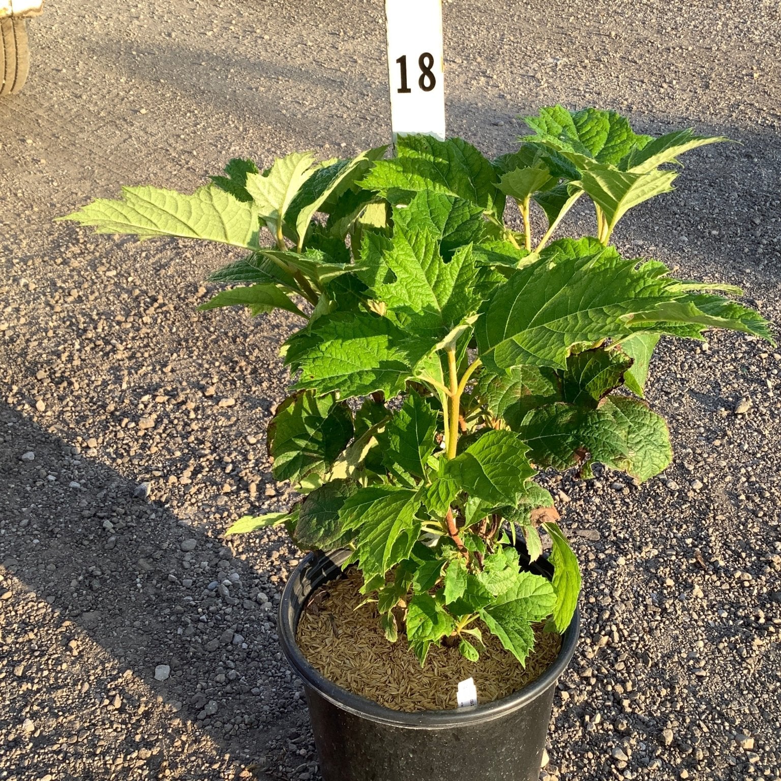 Alice Oakleaf Hydrangea shrub in a #2 nursery container, showing large lobed green foliage on a gravel surface.