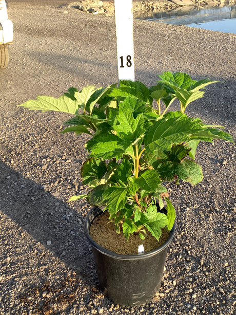 Alice Oakleaf Hydrangea shrub in a #2 nursery container, showing large lobed green foliage on a gravel surface.