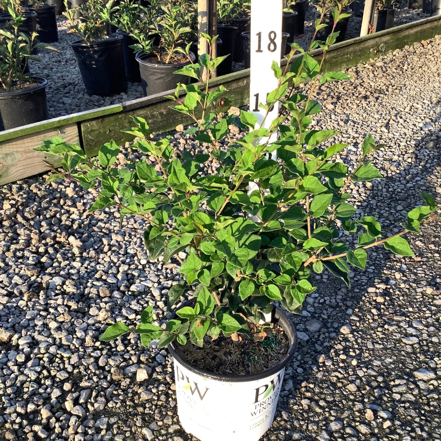 Bloomerang Dark Purple Lilac shrub in a white Proven Winners #1 container at a nursery, showing dense green foliage.