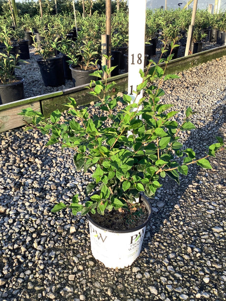 Bloomerang Dark Purple Lilac shrub in a white Proven Winners #1 container at a nursery, showing dense green foliage.