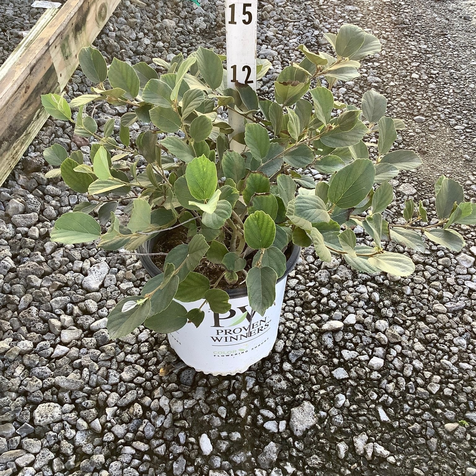 Legend of the Small Fothergilla shrub in a Proven Winners #2 container, showing dense green foliage measured at about 12 inches tall.