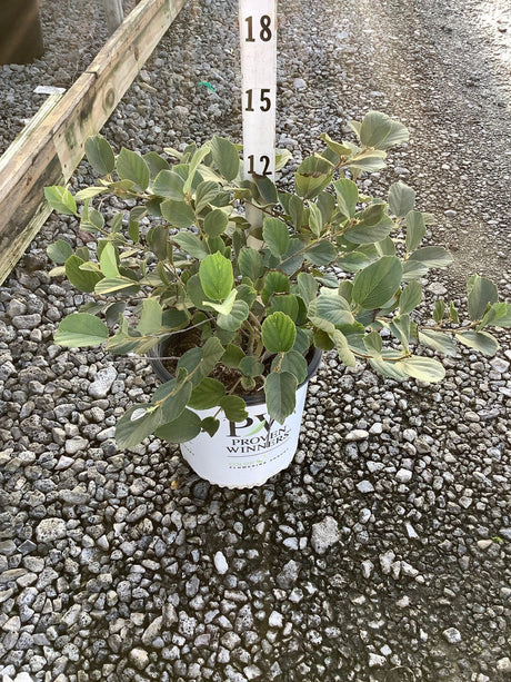 Legend of the Small Fothergilla shrub in a Proven Winners #2 container, showing dense green foliage measured at about 12 inches tall.