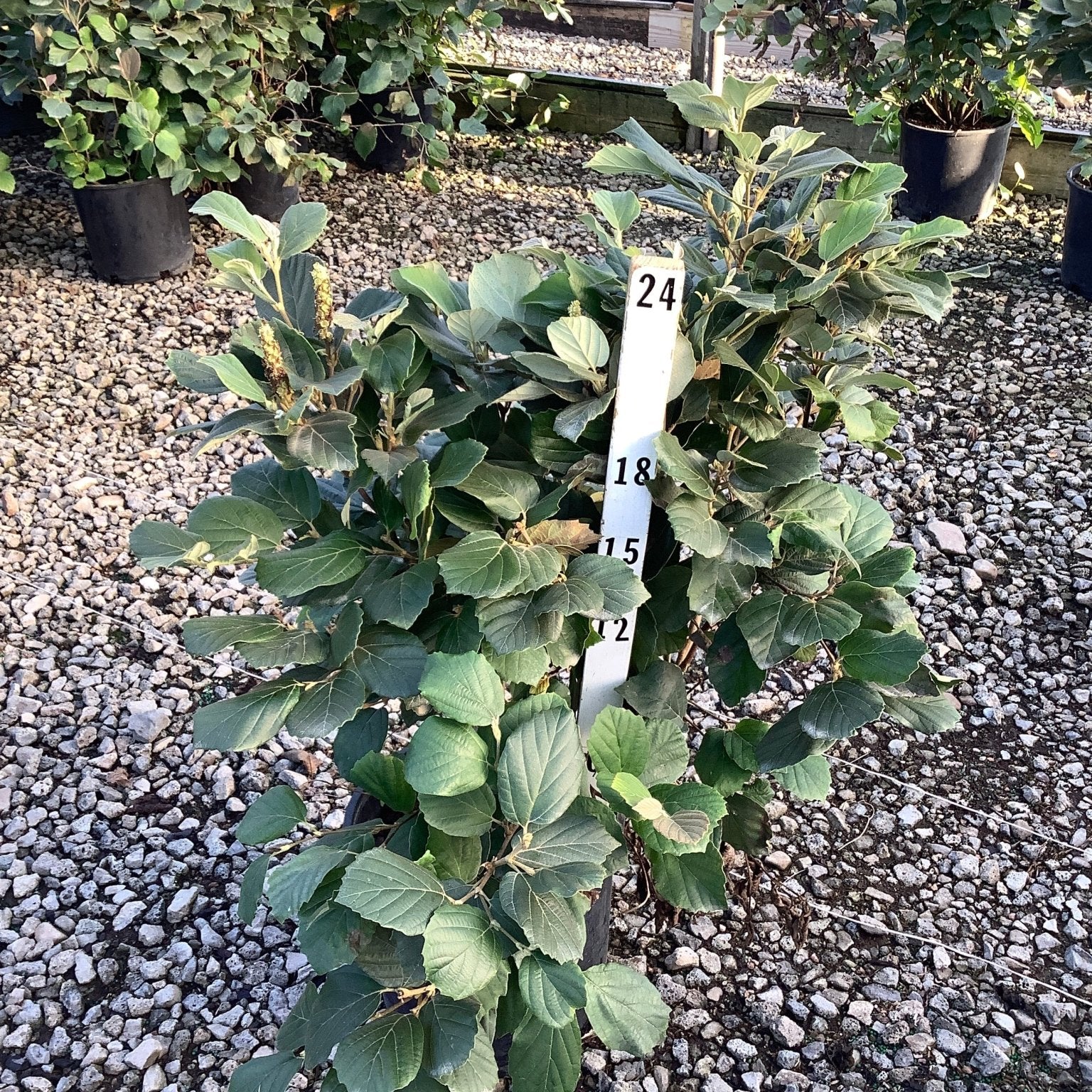 Mount Airy Dwarf Fothergilla shrub in a #3 container at a nursery, showing dense green foliage and multi-stem habit.