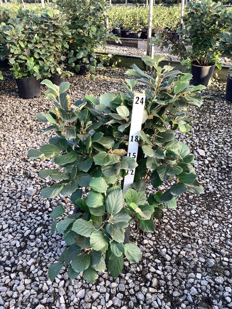 Mount Airy Dwarf Fothergilla shrub in a #3 container at a nursery, showing dense green foliage and multi-stem habit.